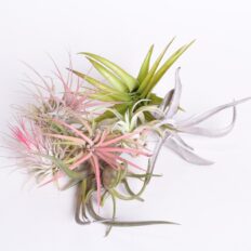 Tillandsia ehk õhulill erinevad (potita) 1tk