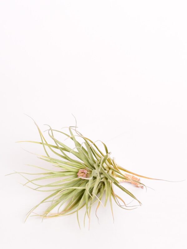 Tillandsia ehk õhulill erinevad (potita) 1tk