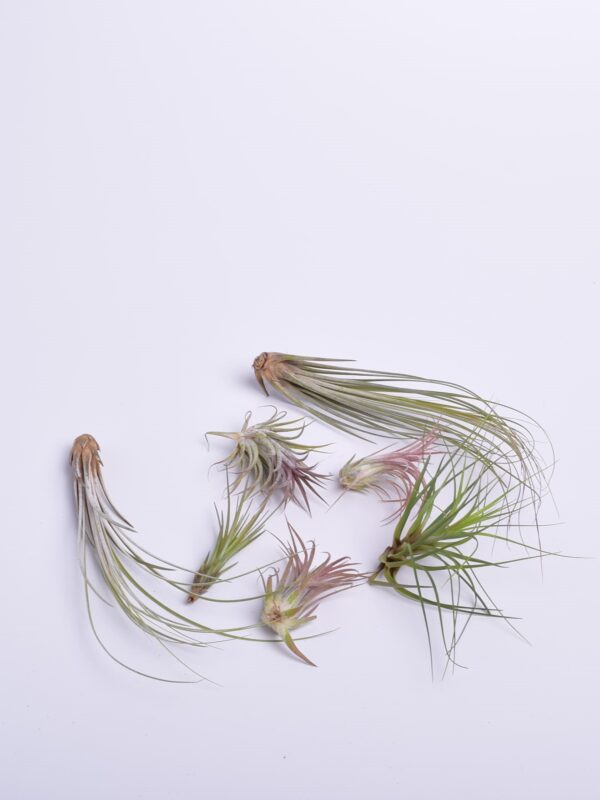 Tillandsia ehk õhulill erinevad (potita) 1tk