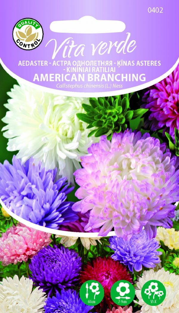 Aedaster 'American Branching'