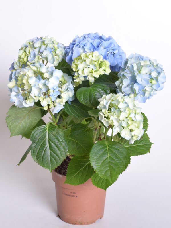 Suurelehine hortensia P13/P14