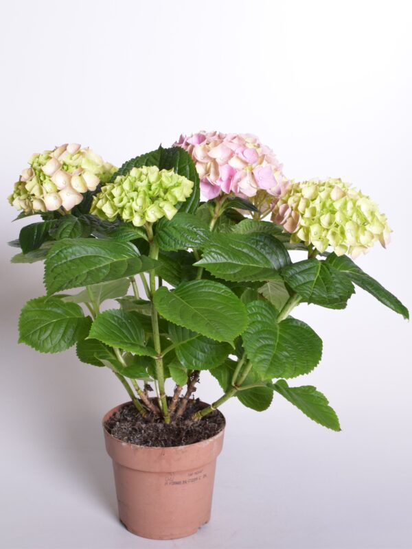 Suurelehine hortensia P13/P14