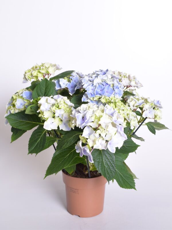 Suurelehine hortensia P13/P14