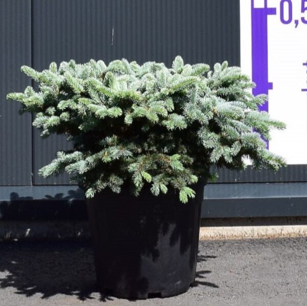 Torkav kuusk 'Glauca Globosa' P38 40cm