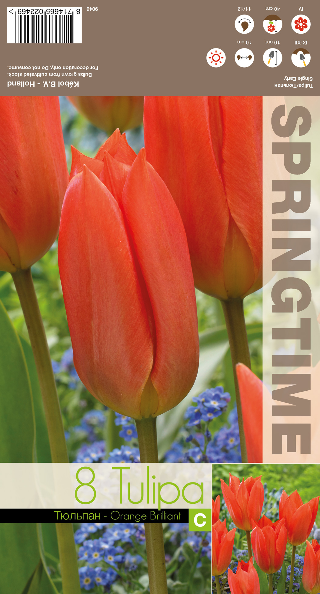 Fosteri tulp ‘Orange Brilliant’ 10tk