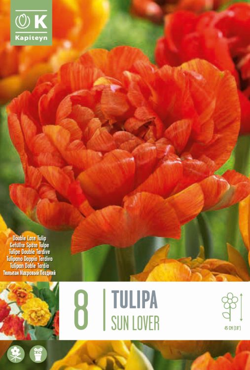 Tulp ‘Sun Lover’ 8tk (täidis, hiline)