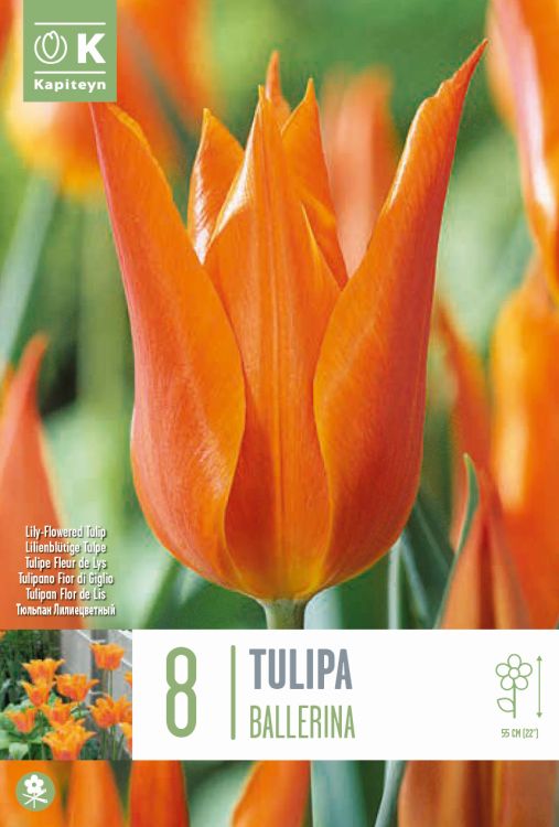 Tulp ‘Ballerina’ 8tk