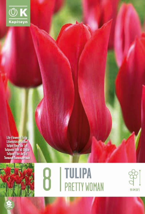 Tulp ‘Pretty Woman’ 8tk