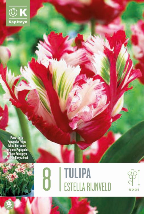 Tulp ‘Estella Rijnveld’ 8tk/pk