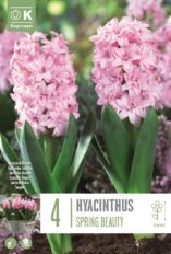 Hüatsint ‘Double Spring Beauty’ 4tk/pk