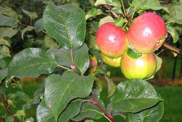 Õunapuu 'Sügisdessert'