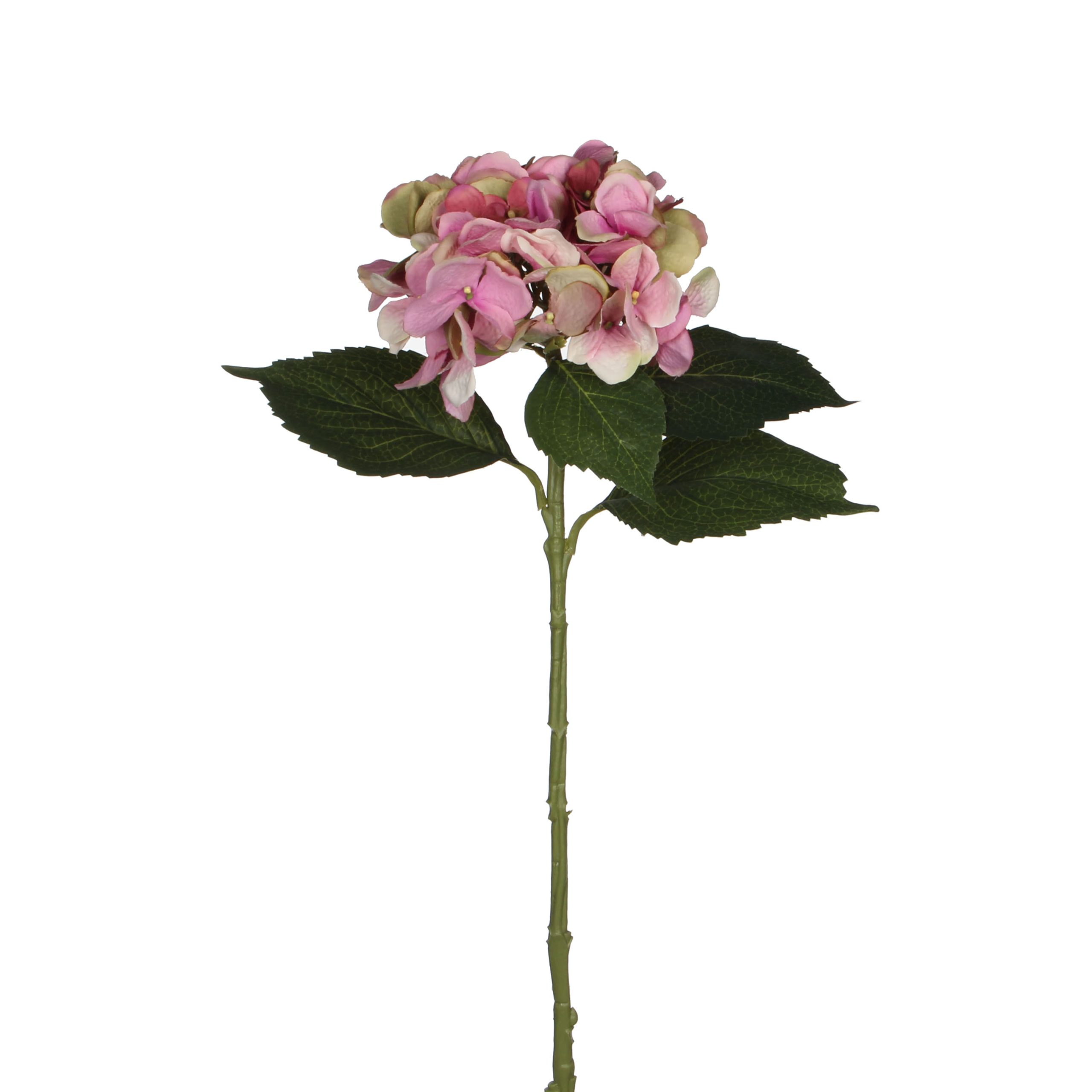 Hortensia, Hydrangea roosa – l51cm