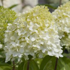 Aedhortensia ‘Limelight’ P40 110cm tüvel 50cm