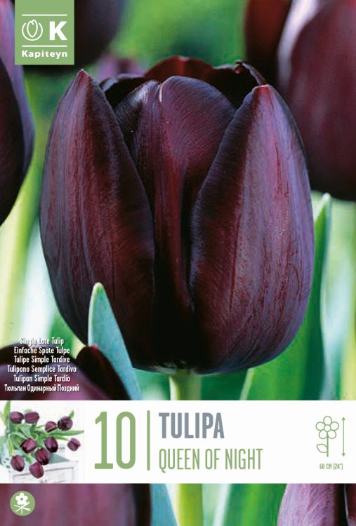 Tulp ‘Queen of Night’ 10tk