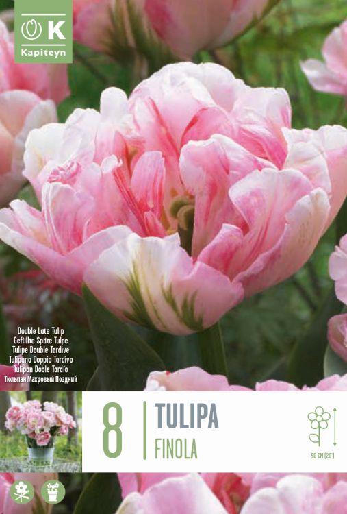 Tulp ‘Finola’ 8tk