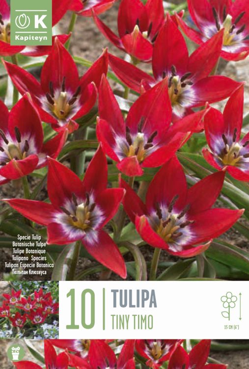 Tulp ‘Tiny Timo’ 10tk