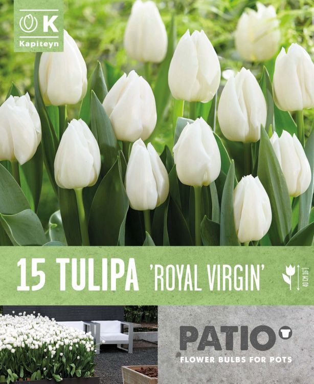 Tulp ‘Royal Virgin’ 15tk