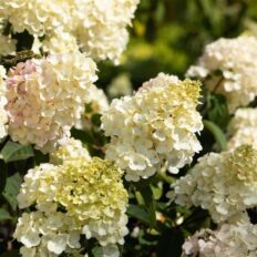 Aedhortensia ‘Vanille Fraise’ P17