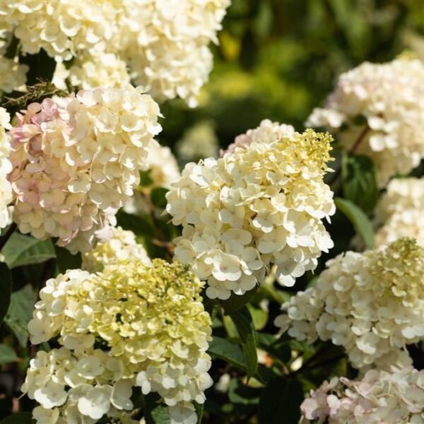 Aedhortensia 'Vanille Fraise' P17