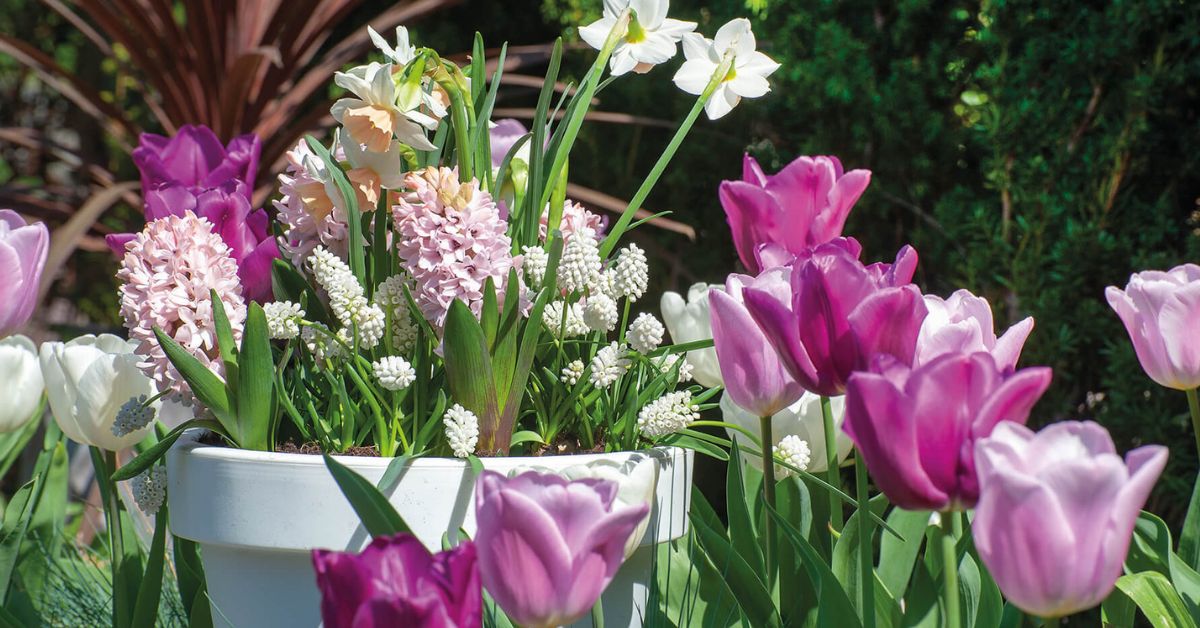 kuidas valmistada lillelasanjet