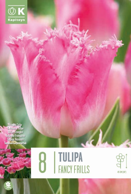 Tulp ‘Fancy Frills’ 8tk