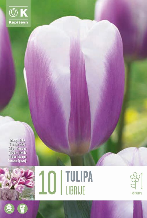 Tulp ‘Librije’ 10tk