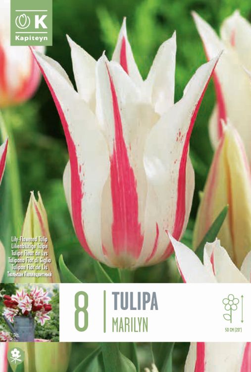 Tulp ‘Marilyn’ 8tk/pk