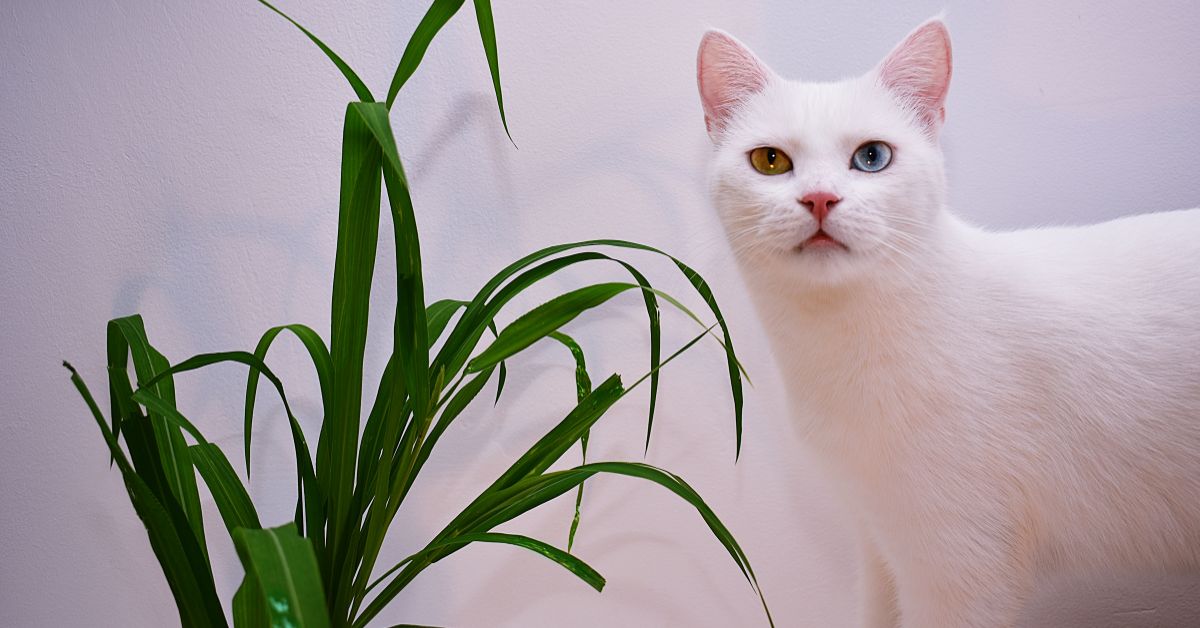 Lemmikloomale sobivad toataimed – turvalised valikud kassi ja koeraga koju