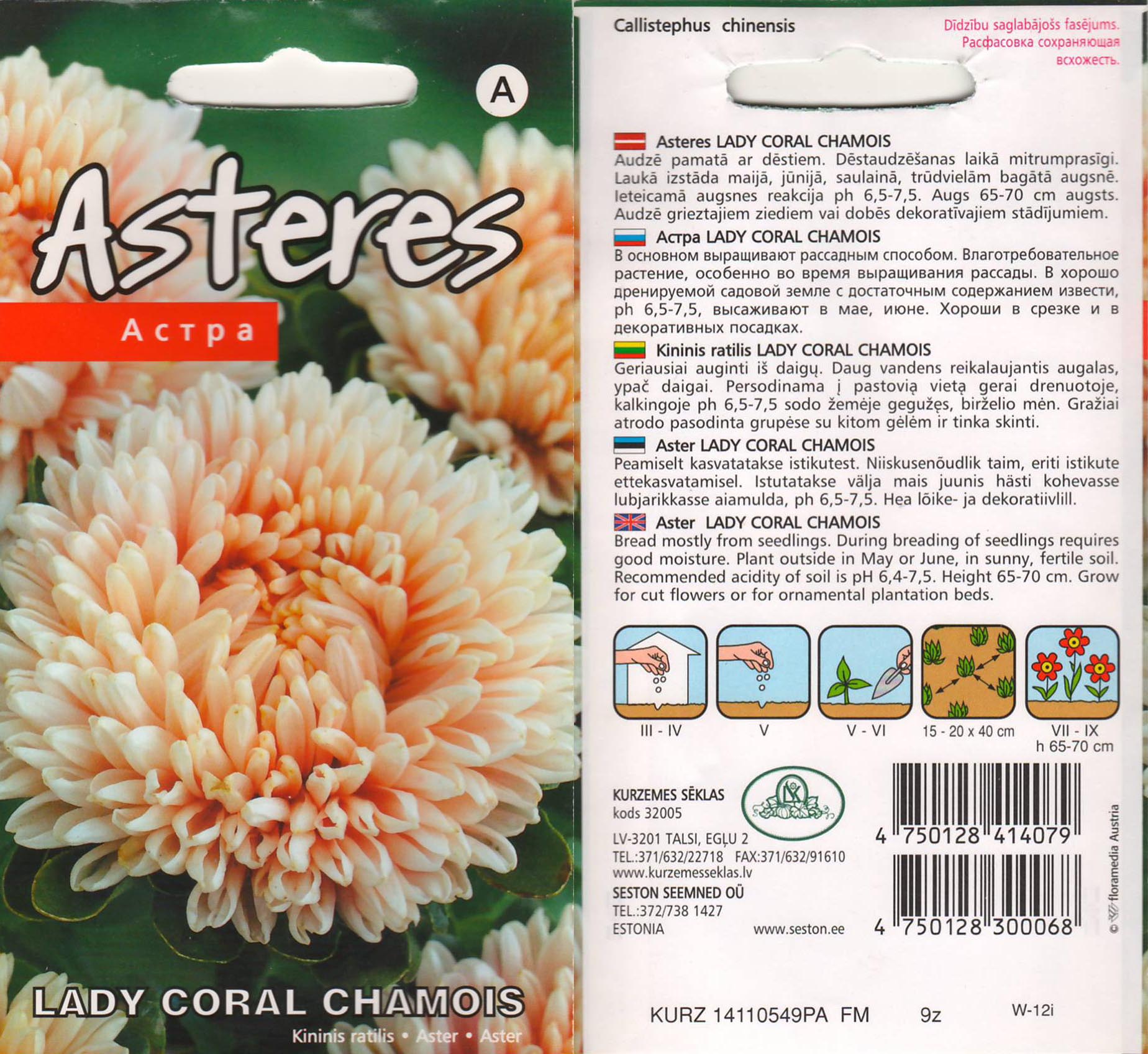 Aedaster ‘Lady Coral Chamois’