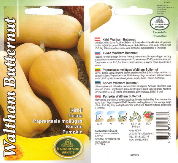 Keegelkõrvits 'Waltham Butternut'