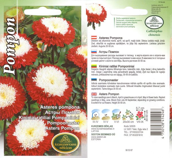 Aedaster 'Pompon Red & White'