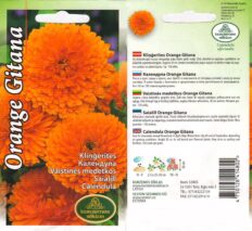 Harilik saialill ‘Orange Gitana’