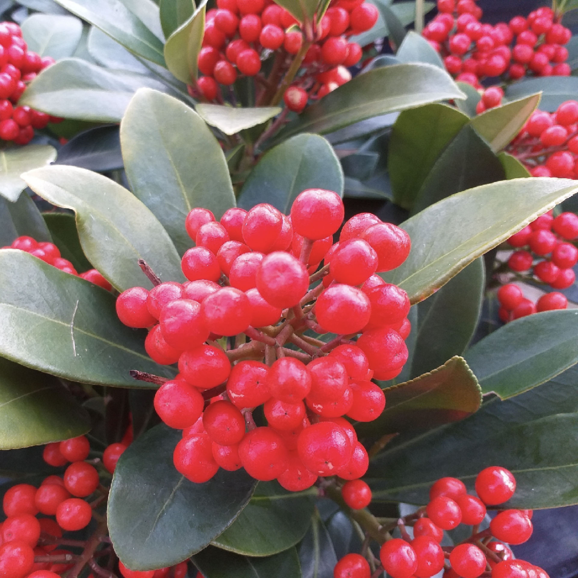 Jaapani skimmia ‘Reevesiana’ P15