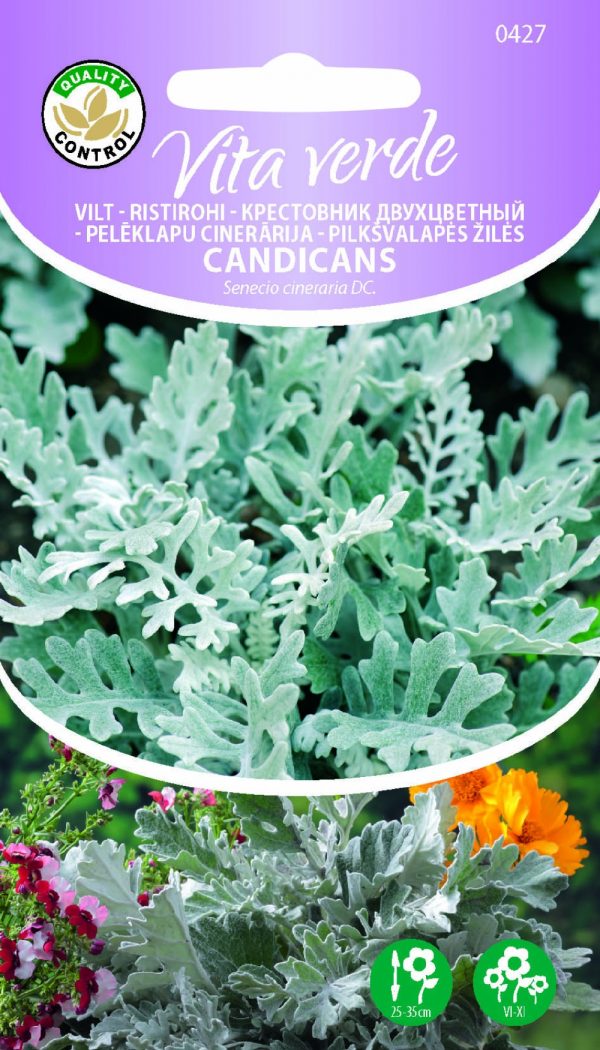 Vilt-ristirohi 'Candicans' (Vita Verde)