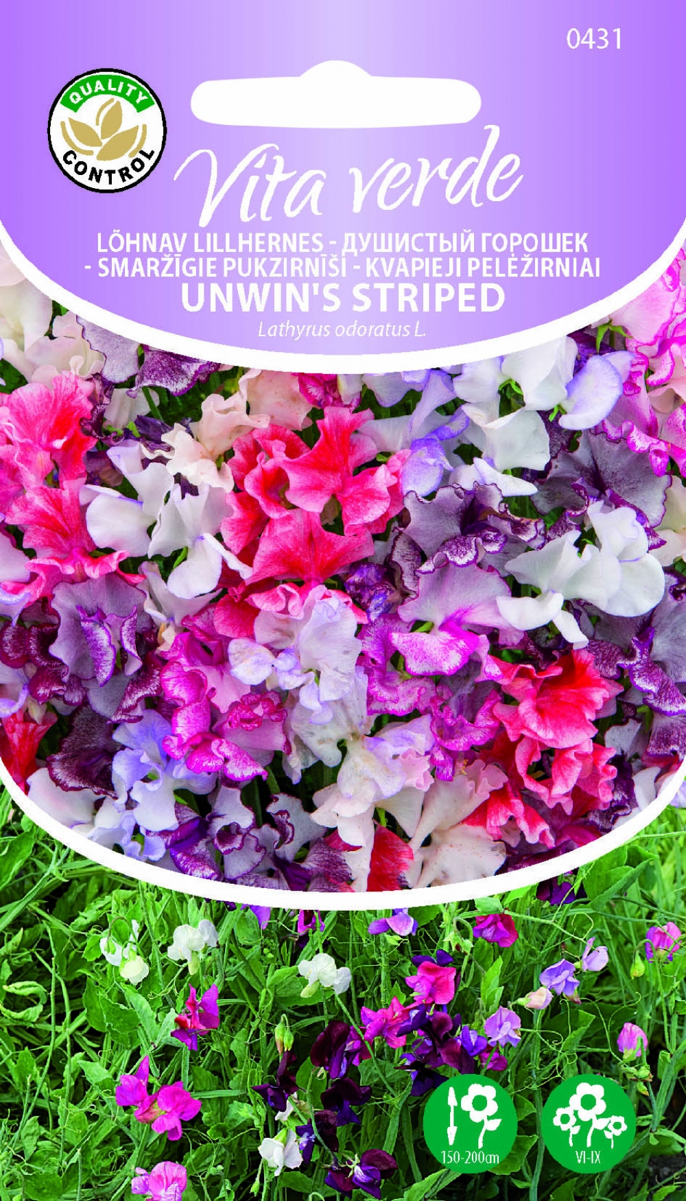 Lillhernes ‘Unwins Striped’