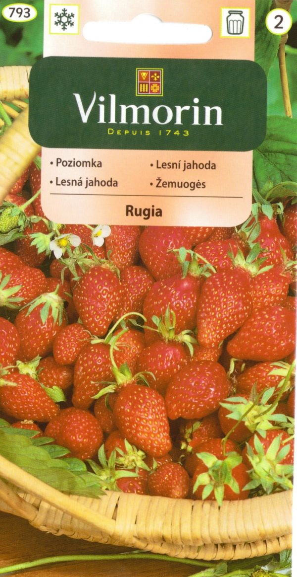 Kuumaasikas 'Rugia'