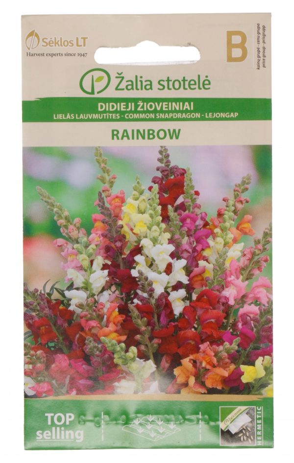 Lõvilõug 'Rainbow' B