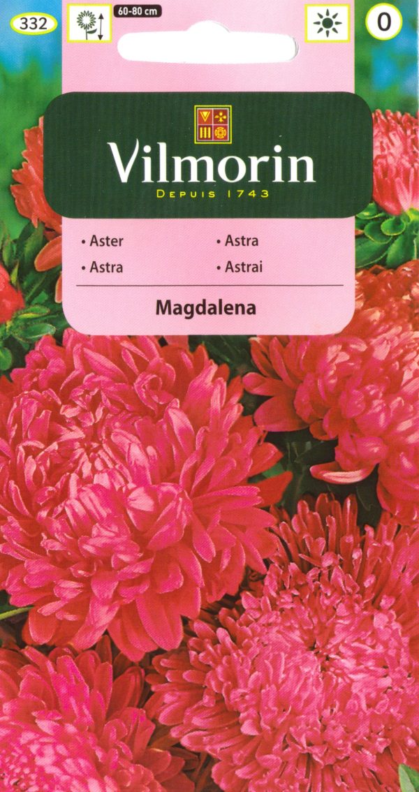 Aedaster 'Magdalena Peony'