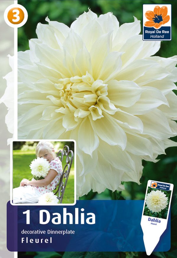 Daalia 'Fleurel' 1tk