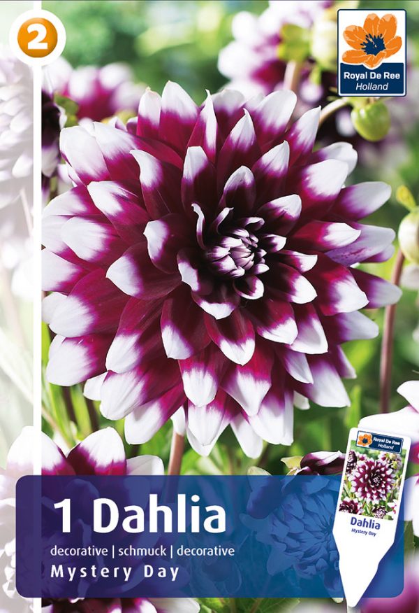 Daalia 'Mistery Day' 1tk