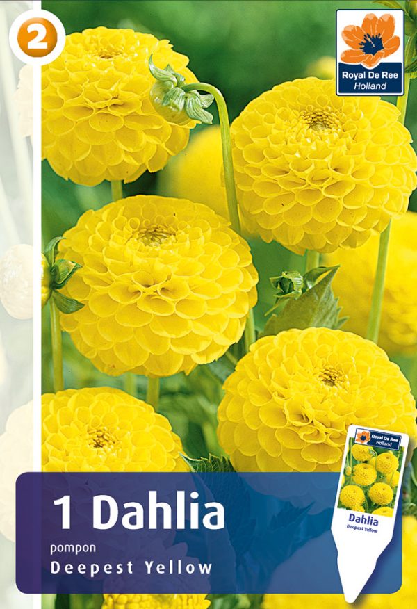 Daalia 'Deepest Yellow' 1tk