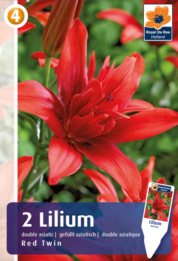 Liilia 'Red Twin' 2tk