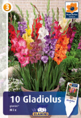 Gladiool ‘Glamini Mix’ 10tk