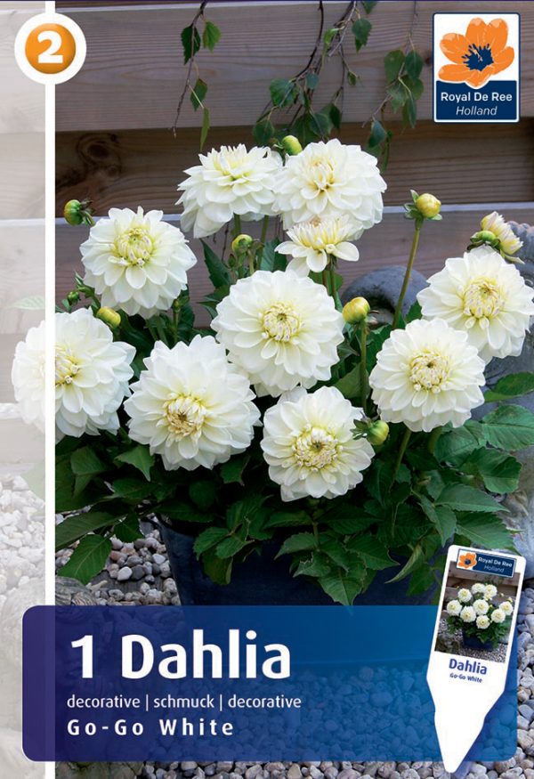 Daalia 'Go Go White' 1tk