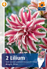 Liilia ‘Magic Star’ 2tk