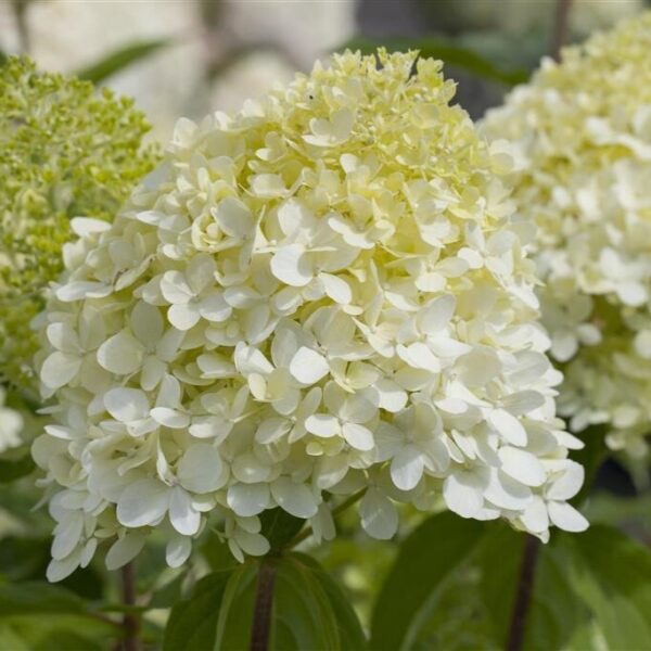 Aedhortensia 'Limelight' C2/P17