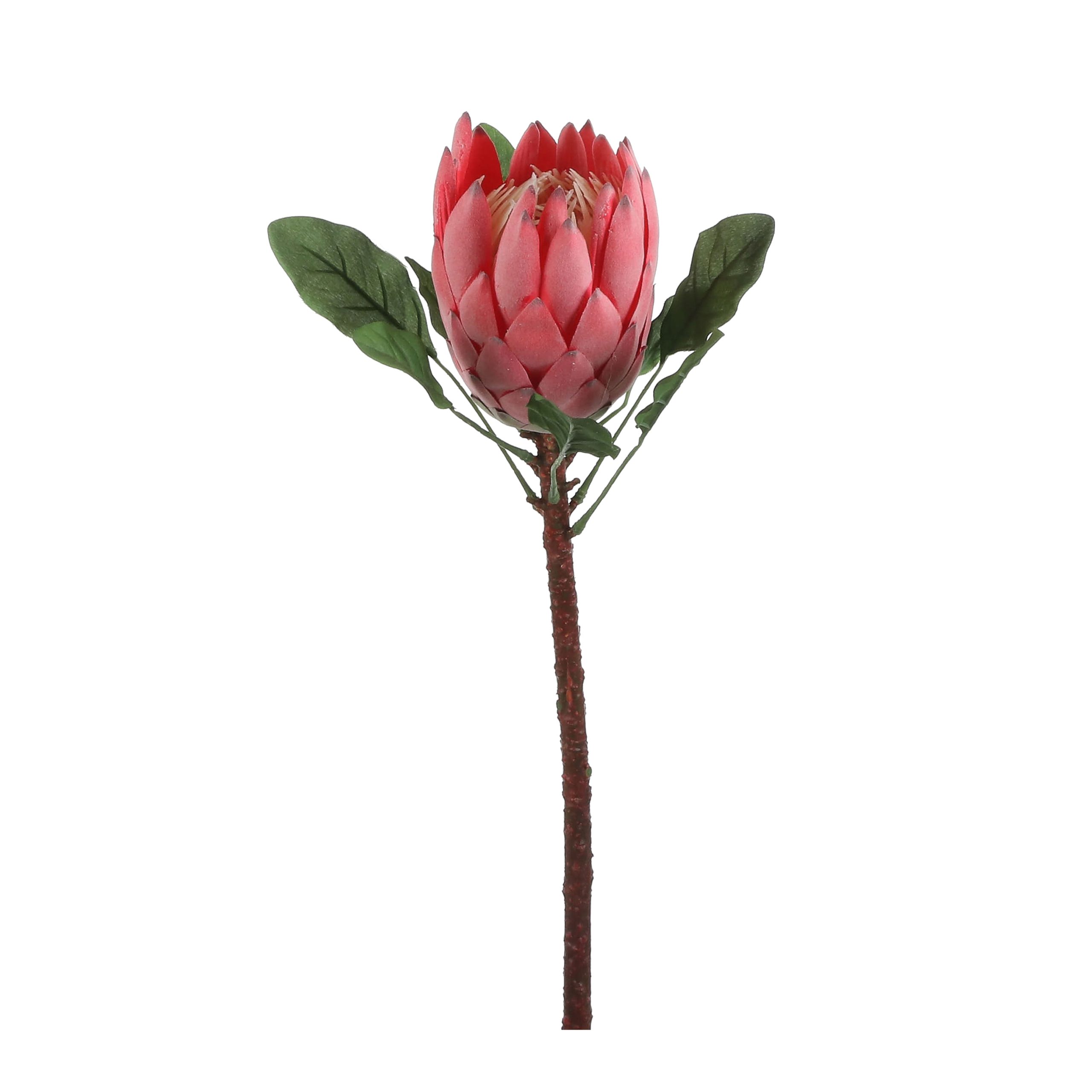 Protea 67cm roosa