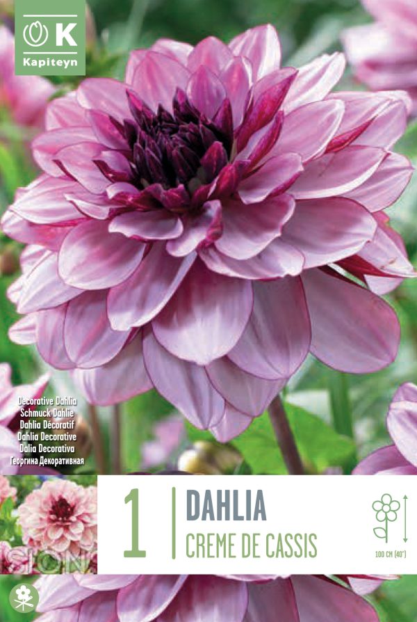 Daalia 'Creme de Cassis' 1tk/pk