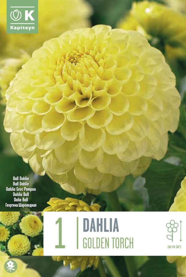 Daalia 'Golden Torch' 1tk