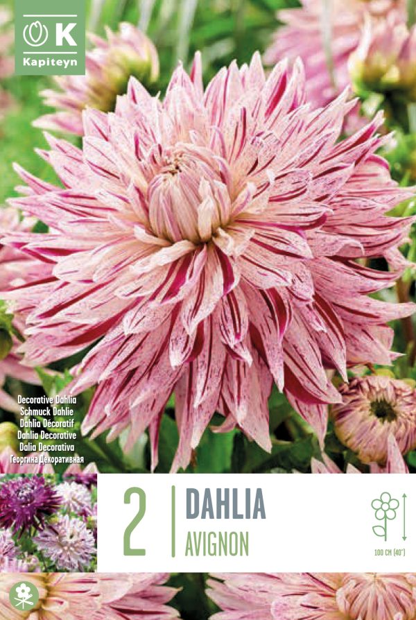 Daalia 'Avignon' 2tk